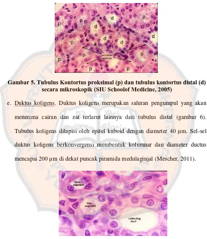 Gambar 5. Tubulus Kontortus proksimal (p) dan tubulus kontortus distal (d)  secara mikroskopik (SIU Schoolof Medicine, 2005) 