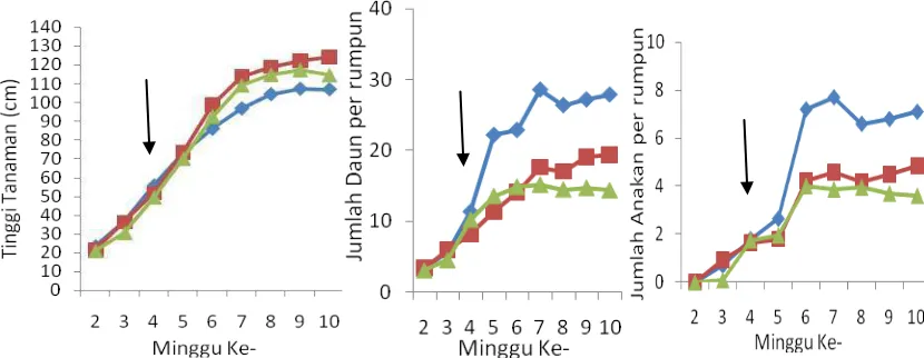 Gambar 2 Pertumbuhan vegetatif padi genotipe varietas Gogo Wangi biru (kontrol), merah (55%), hijau (85%), tanda panah (awal pemberian naungan)