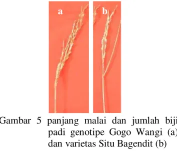 Gambar 5 panjang malai dan jumlah biji 