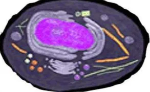 Table 1.1. Comparison of features of prokaryotic and eukaryotic cells 