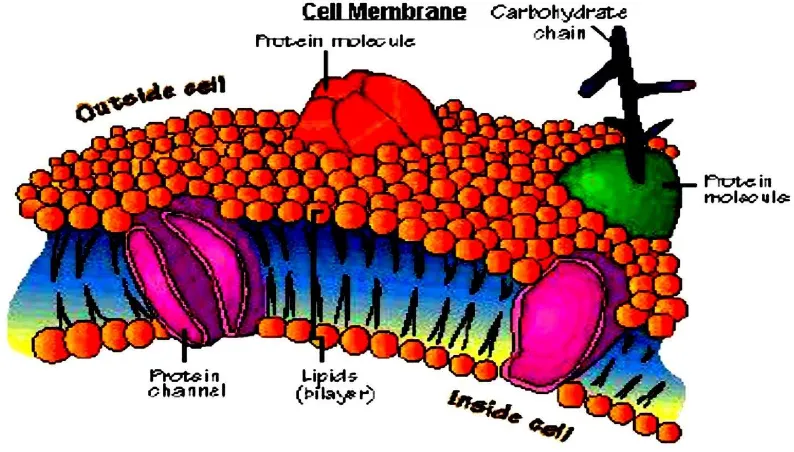 Figure 1.11. Plasma Membrane 