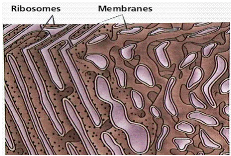 Figure 1.14. Photos using Scanning Electron Microscopy of reticulum endoplasmic and the ribosomes