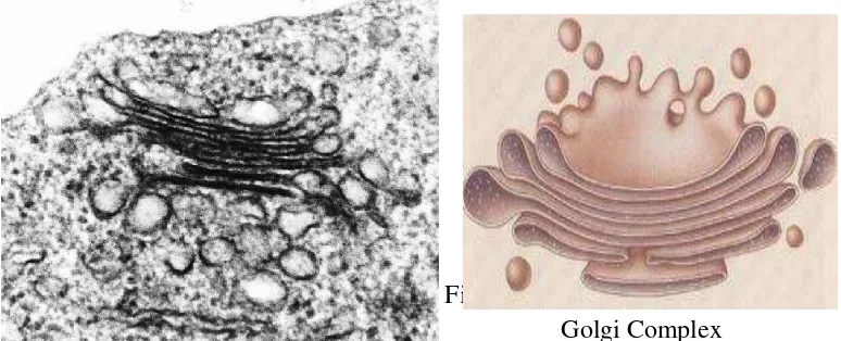 Figure 1.15a. EM picture of a golgi           Figure 1.15.b. Artist rendition of the                          