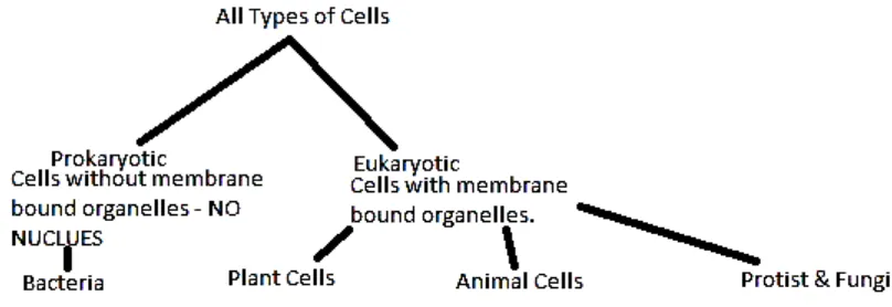 Figure 1.1. All types of cells( http://mrsgiegler.weebly.com/2/archives/10-2011/1.html) 