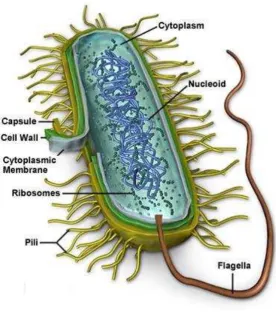 Figure 1.3. The structure of the bacterial cell. 