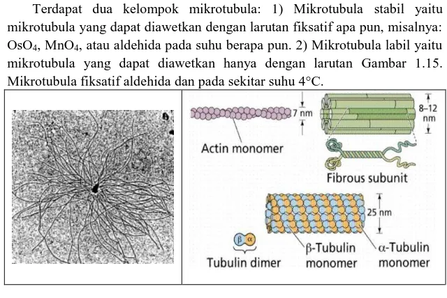 Tabel 1.2. Perbandingan antara sifat mikrotubula, mikrofilamen dan filamen 