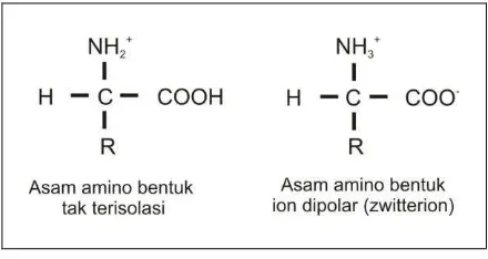 Gambar 2.2. Struktur asam amino. 