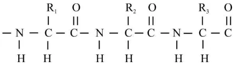 Gambar 2.7. Residu asam amino terdapat dalam kotak,  rantai dimulai pada ujung amino. 