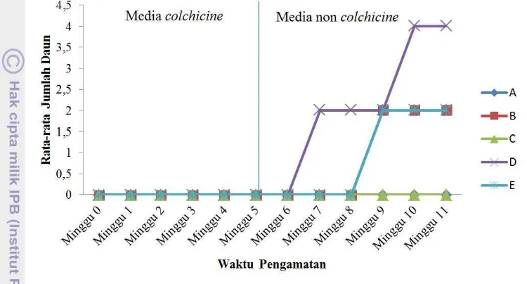 Gambar 10  Grafik pertumbuhan jumlah daun eksplan. (A: kontrol, B: colchicine 