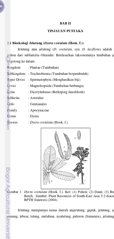 Gambar 1   Dyera costulata (Hook. f.). Ket: (1) Pohon; (2) Daun; (3) Buah; (4) 