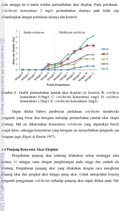 Gambar 6  Grafik pertumbuhan jumlah akar eksplan (A: kontrol, B: colchicine 