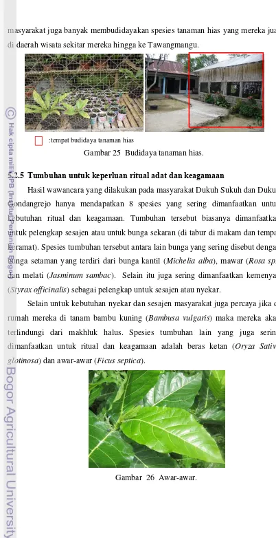 Gambar 25  Budidaya tanaman hias. 