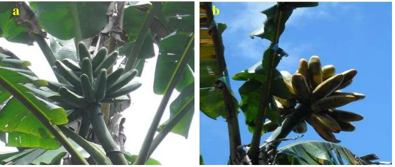 Gambar 1  Pisang Tongkat Langit (M. troglodytarum L.) dengan buah berbentuk   silinder; a: buah belum masak (buah muda), b: buah masak 