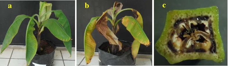 Gambar 2  Gejala penyakit darah pada pisang; a dan b: daun, c: buah 