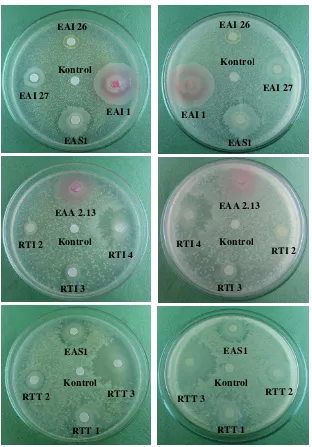 Gambar  6  Uji antibiosis bakteri bermanfaat terhadap BDB; kiri: bagian depan cawan petri, kanan: bagian belakang cawan petri, EAI: endofit akar siwang, EAS: endofit akar seilale, EAA: endofit akar alang,            RTI:  rizosfer thermofilik siwang, RTT: rizosfer thermofilik tuni 
