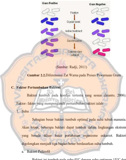 Gambar 2.2. Diferensiasi Zat Warna pada Proses Pewarnaan Gram   