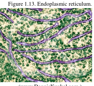 Figure 1.13. Endoplasmic reticulum. 
