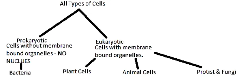 Figure 1.1. All types of cells( http://mrsgiegler.weebly.com/2/archives/10-2011/1.html) 