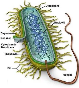 Figure 1.3. The structure of the bacterial cell. 