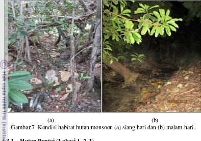 Gambar 7  Kondisi habitat hutan monsoon (a) siang hari dan (b) malam hari. 