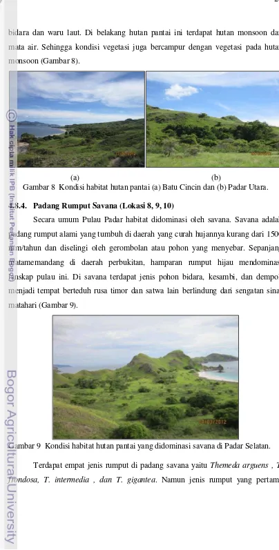 Gambar 8  Kondisi habitat hutan pantai (a) Batu Cincin dan (b) Padar Utara. 