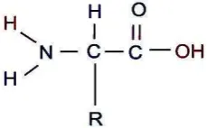 Figure 4.12. Ribbon peptide. 