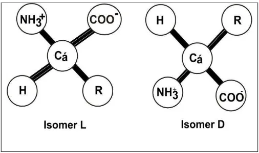 Figure 4.3. Ionization state of amino acids depends on the pH (en.wikipedia.org).  