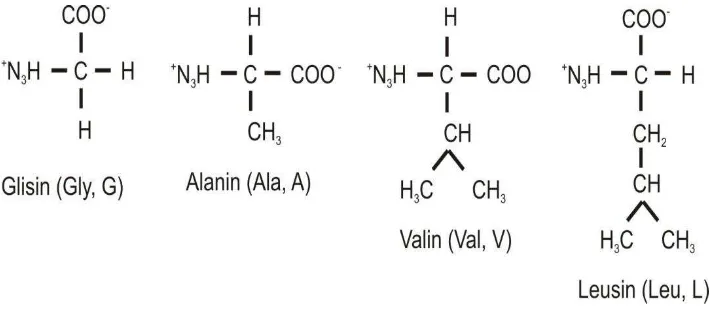 Figure 4.5. Amino acids with aliphatic side chains. 