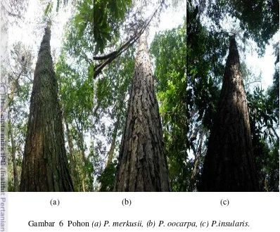 Gambar  6  Pohon (a) P. merkusii, (b) P. oocarpa, (c) P.insularis. 