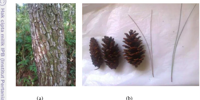 Gambar  1  (a) Batang P. merkusii,  (b) buah dan daun P. merkusii. 