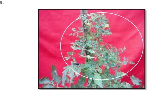Gambar 4 Penyakit virus kuning yang menyerang tanaman tomat 