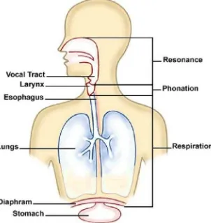 Gambar 1: Sistem yang terkait dengan  pernafasan dan pembentukan suara  