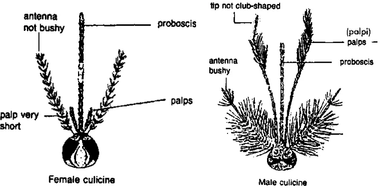 Gambar 2.1 Bagian kepala Culicinae (Aedes) (WHO, 1995) 