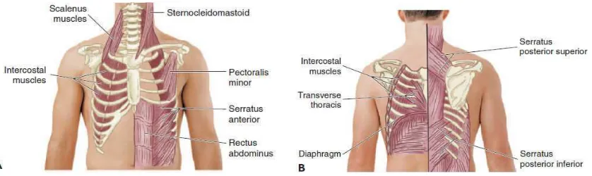 Gambar 2. Otot & otot pernapasan . A. Otot pernapasan bagian depan B. Otot pernapasan 