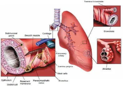 Gambar 5. Anatomi saluran napas bawah 
