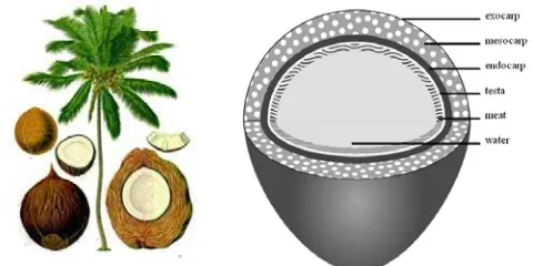 Gambar 1.  Pohon dan bagian-bagian buah kelapa 