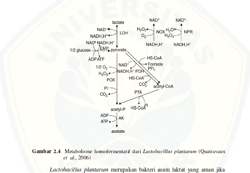 Gambar 2.4  Metabolisme homofermentatif dari Lactobacillus plantarum (Quatravaux   