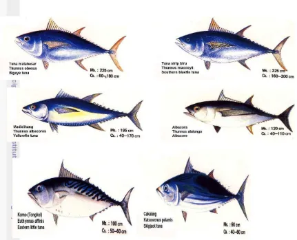 Gambar 1  Jenis-jenis Ikan Tuna 