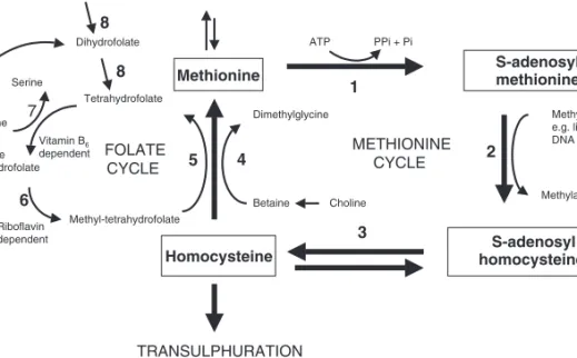 Fig. 3.3 Interrelationships between methionine and folate metabolic cycles.