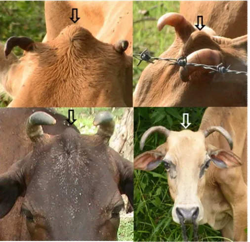 Tabel 6. Bentuk tonjolan di kepala sapi Katingan 