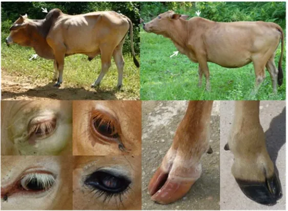 Gambar 2. Performan sapi Katingan dewasa jantan dan betina 