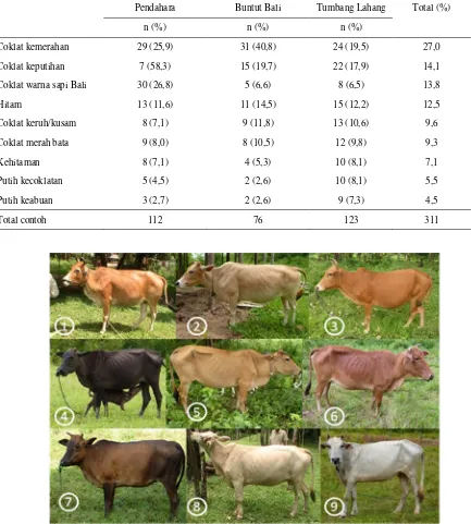 Tabel 2. Keragaman warna bulu sapi Katingan betina 