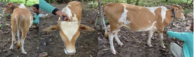 Gambar 7. Keragaman warna sapi Katingan jantan di tiga lokasi penelitian, yaitu: Pendahara (     ), Buntut Bali (    ) dan    Tumbang Lahang (     ) 