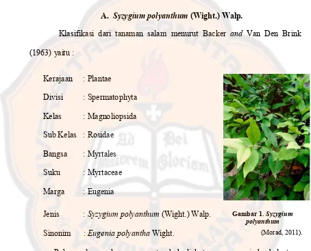 Gambar 1. Syzygium 
