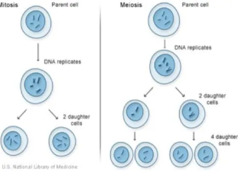 Gambar 2. Peristiwa Mitosis dan meiosis 