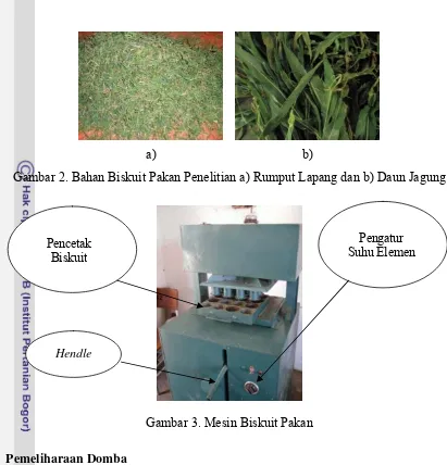 Gambar 2. Bahan Biskuit Pakan Penelitian a) Rumput Lapang dan b) Daun Jagung 