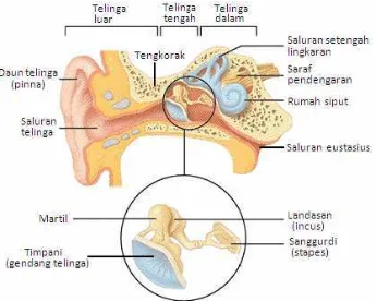 Gambar 3.2. Anatomi Telinga Manusia 
