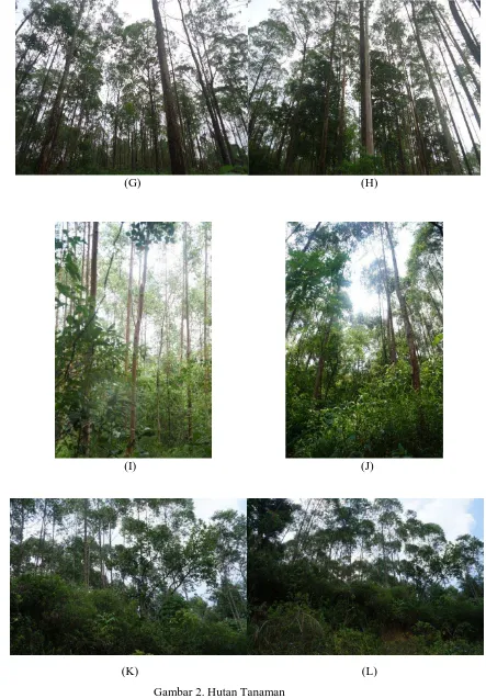 Gambar 2. Hutan Tanaman 