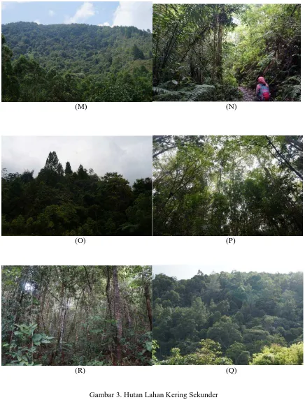Gambar 3. Hutan Lahan Kering Sekunder  