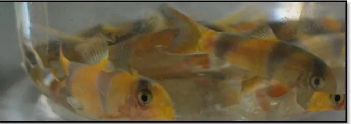 Gambar 2. Ikan Botia (Chromobotia macracanthus) 